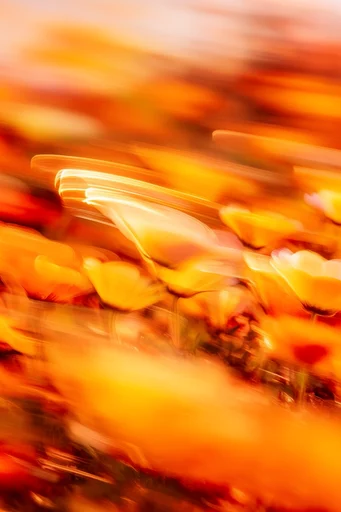 Kinetic Amber Nocturne style reference image — painterly motion streaks
