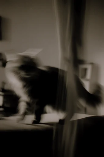 Ethereal Motion Portraits style reference image — pictorialism