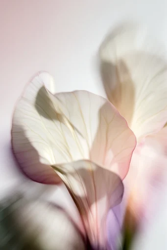 Luminous Ethereal Motion style reference image — translucent abstract forms