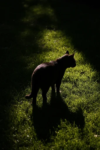 Cinematic Chiaroscuro Solitude style reference image — deep forest greens