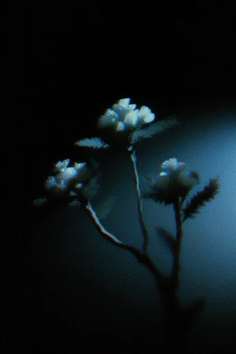 Luminal Noir Grain style reference image — thermal gradient