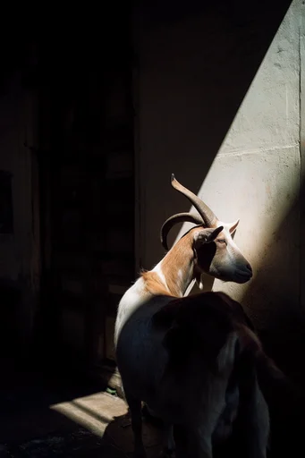 Cinematic Urban Chiaroscuro style reference image — dramatic shafts of light
