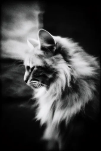 Monochrome Ethereal Tempest style reference image — moody atmospheric vignette
