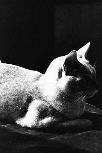 Gritty Monochromatic Noir style reference image — gritty analog noise