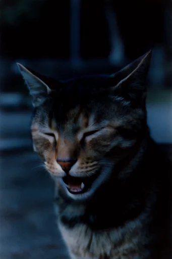 Cinematic Analog Narrative style reference image — atmospheric lighting