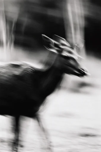 Kinetic Spectral Monochrome style reference image — long exposure light streaks