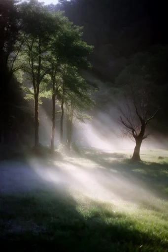 Cinematic Forest Chiaroscuro style AI image example 2