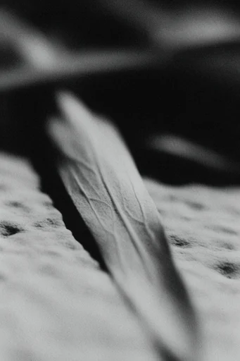 Visceral Monochromatic Noir style reference image — heavy film grain