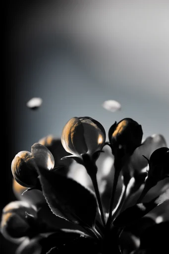 Cinematic Chiaroscuro Noir style reference image — low-key photography