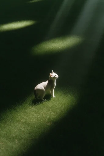 Minimalist Verdant Chiaroscuro style reference image — high contrast
