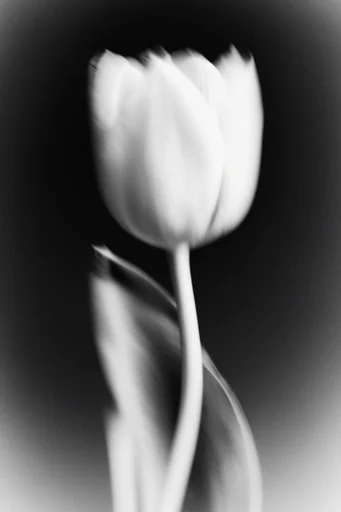 Spectral Motion Noir style reference image — chiaroscuro lighting