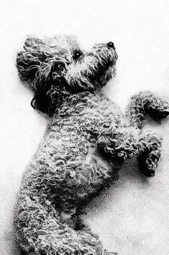 Monochrome Halftone Graphic style reference image — retro press effect