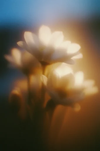 Luminescent Retro Noir style reference image — soft focus bloom