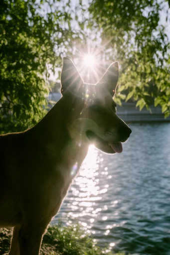 Luminous Aquatic Refraction style reference image — high-angle sunlight glare