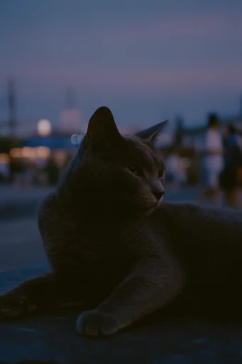 Cinematic Twilight Solitude style reference image — soft bokeh