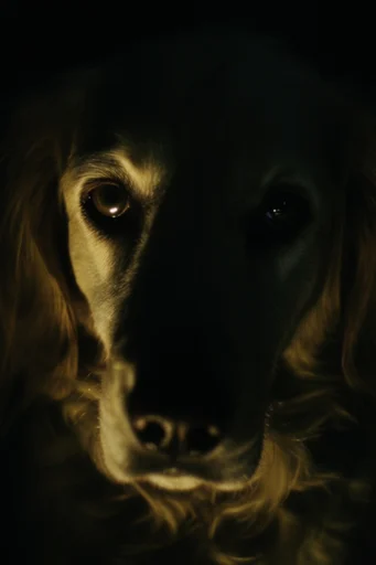 Cinematic Chiaroscuro Noir style reference image — cinematic mystery