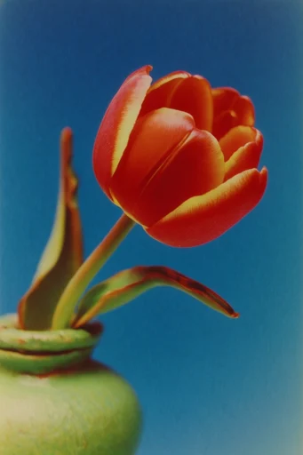 Cobalt Botanical Fauvism style reference image — saturated warm-toned florals