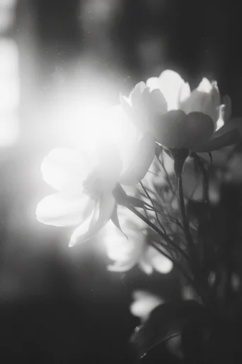 Spectral Monochrome Halation style reference image — spectral halation