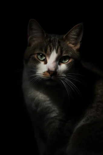 Cinematic Chiaroscuro Intimacy style reference image — low-key photography