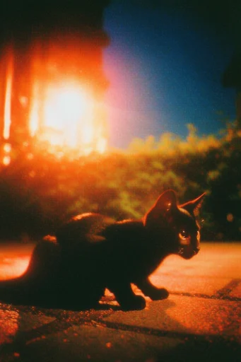 Ethereal Nocturnal Analog style reference image — cinematic halation