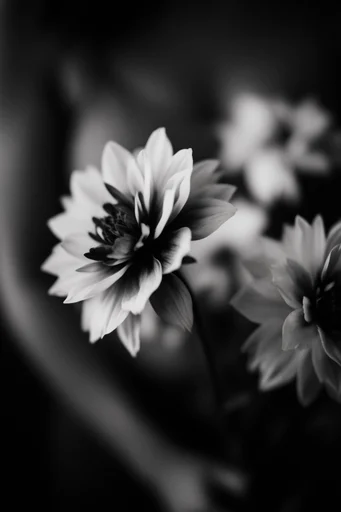 Tactile Monochrome Noir style reference image — intimate composition