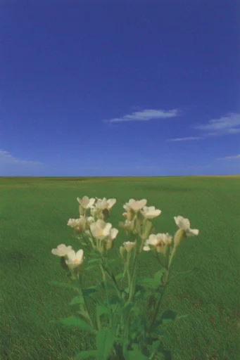 Surrealist Liminal Minimalism style reference image — vintage grain