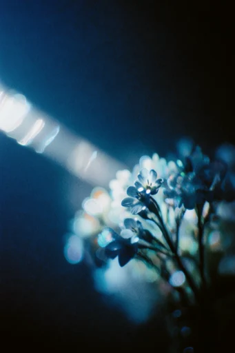 Cinematic Nocturnal Noir style reference image — low light film noir