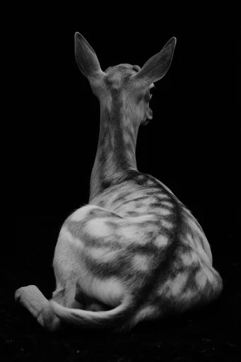 Cinematic Chiaroscuro Noir style reference image — pure black background