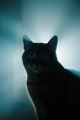 Cinematic Cyan Noir style reference image — low-key lighting