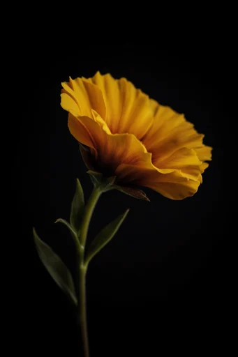 Chiaroscuro Noir Minimalism style reference image — low-key photography