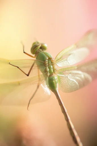Ethereal Macro Microcosm style reference image — luminous diffused lighting