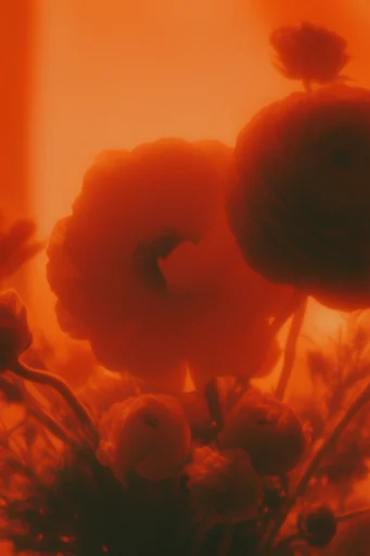 Cinematic Crimson Nocturne style reference image — atmospheric haze