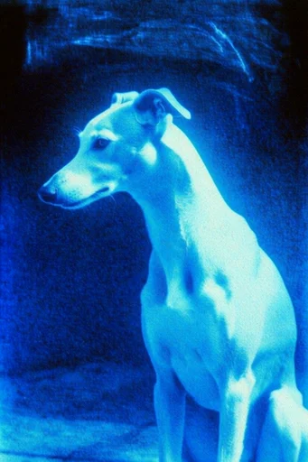 Luminous Cobalt Nocturne style reference image — low-fidelity texture