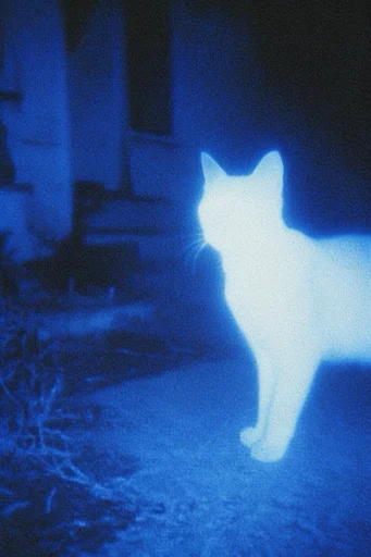 Nocturnal Glitch Noir style reference image — VHS tracking distortion