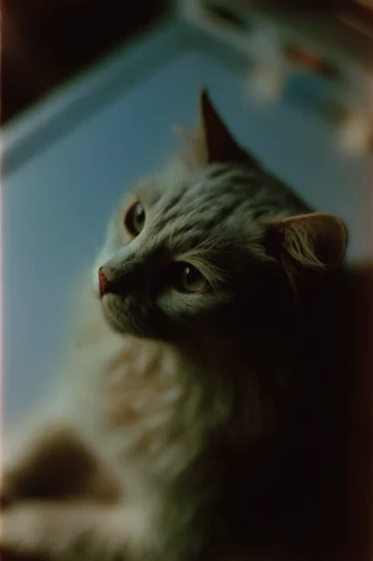 Cinematic Nocturnal Realism style reference image — introspective mood