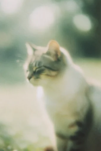 Ethereal Analog Melancholy style reference image — hazy light leaks