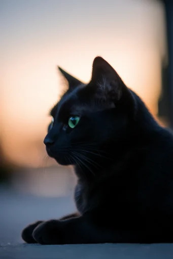 Cinematic Twilight Melancholy style reference image — deep indigo tones