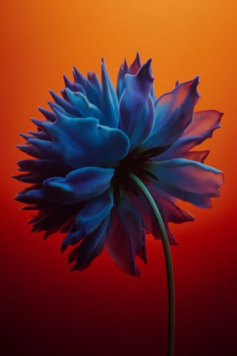 Luminous Surreal Botanica style reference image — vibrant sunset gradient background
