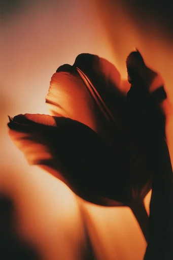 Luminous Amber Silhouette style reference image — translucent texture