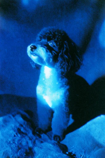 Luminous Cyan Nocturne style reference image — stippled printmaking style