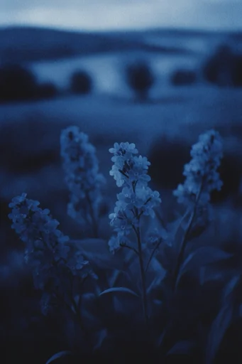 Nocturnal Cyanotype Melancholy style reference image — CRT scanline distortion