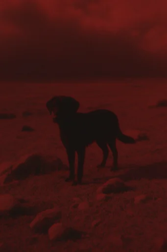 Nocturnal Crimson Infrared style reference image — cinematic suspense