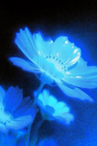 Luminous Cobalt Nocturne style reference image — phosphorescent glow