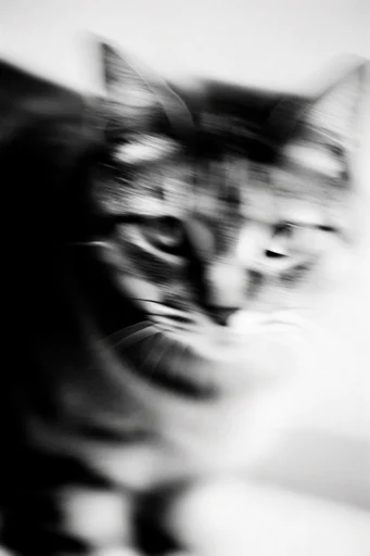Spectral Motion Noir style reference image — chiaroscuro lighting