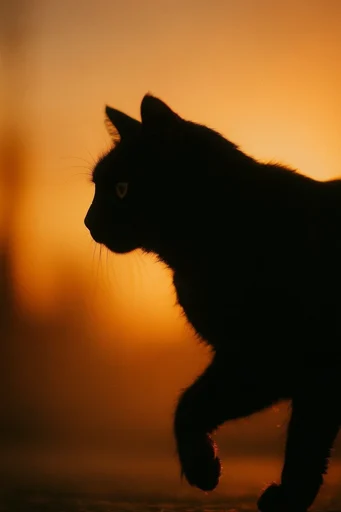 Luminous Amber Silhouette style reference image — minimalist composition