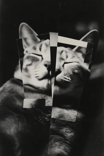 Fragmented Monochromatic Surrealism style reference image — film grain texture