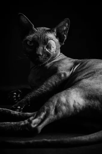 Cinematic Chiaroscuro Noir style reference image — cinematic shadows