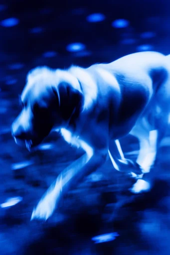 Nocturnal Kinetic Blur style reference image — ethereal silhouettes