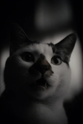 Cinematic Chiaroscuro Noir style reference image — analog texture