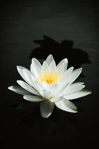 Monochromatic Botanical Chiaroscuro style AI image example 2